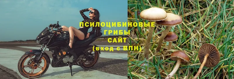 Галлюциногенные грибы Magic Shrooms  Обь 